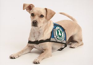 English: A Psychiatric Service Dog In Training