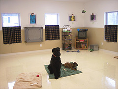 dog training room (west view)