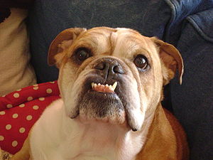 English: English Bulldog with characteristic u...