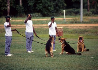 Dog handlers and trained dogs