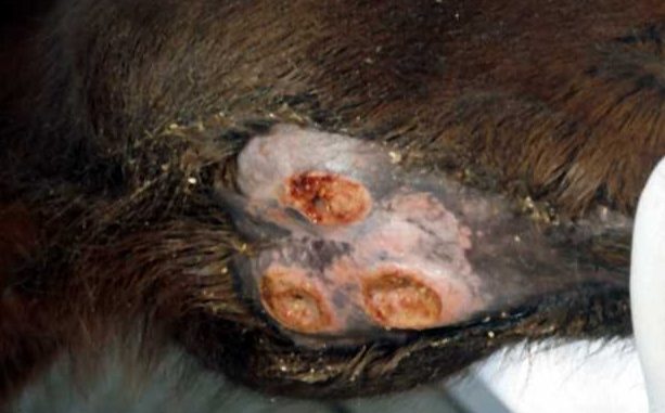 Ruptured submandibular abscesses, horse