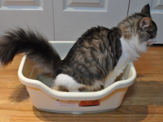 Cat Litter Boxes