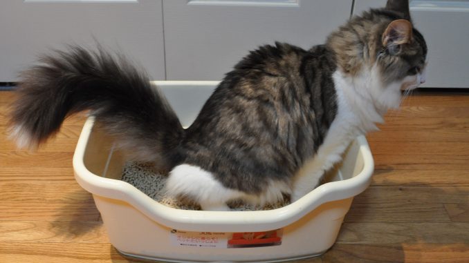 Cat Litter Boxes