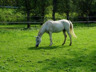 Healty horse