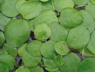 Floating Aquarium Plants