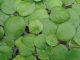 Floating Aquarium Plants