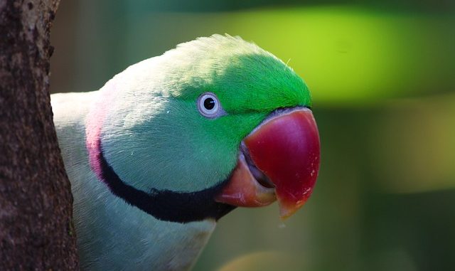 Necked parakeet