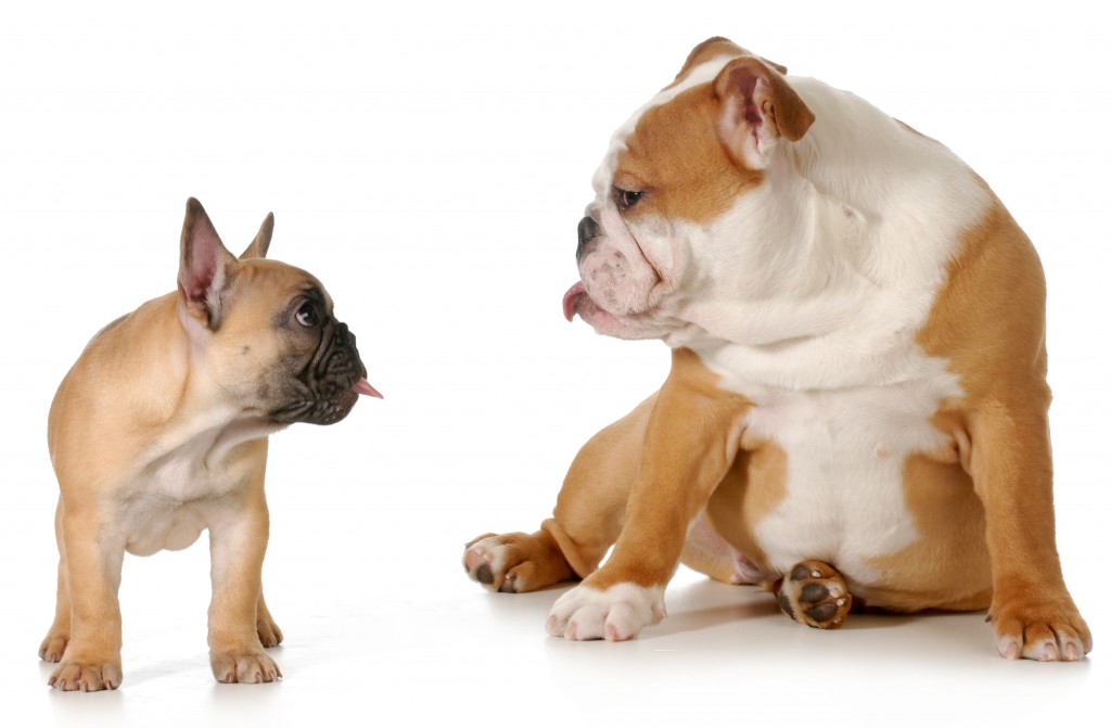 dog fight - french and english bulldog puppies sticking their tongues out at each other on white background