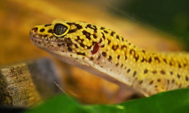 Leopard Gecko