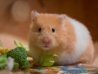 Hamster