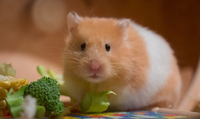 Hamster