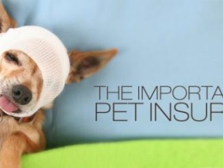 Pet insurance