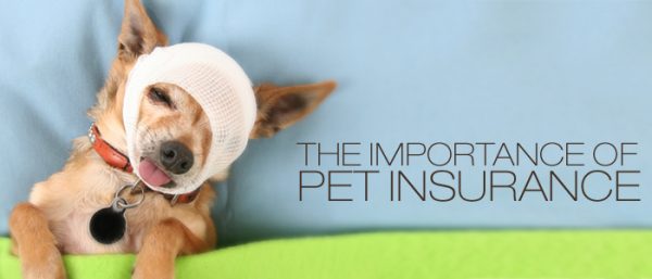 Pet insurance