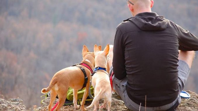 Best Dog Carrier Hiking Backpacks