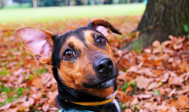 Small Dog Training Collar