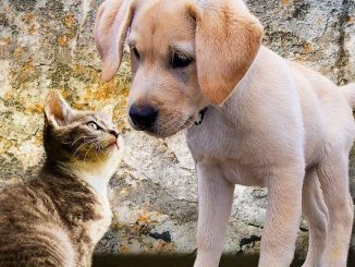 Dog and cat