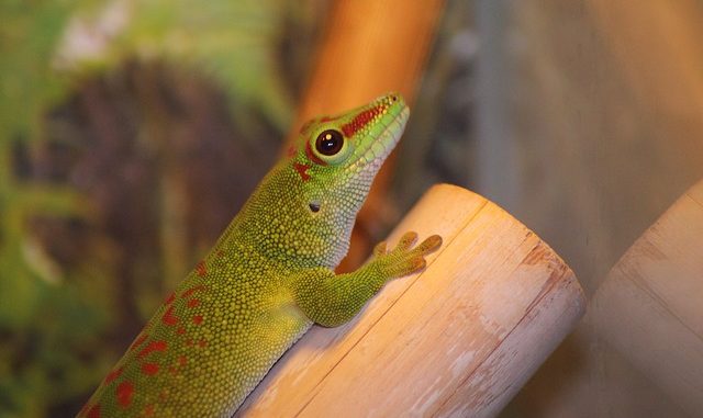Phelsuma Day Geckos