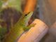 Phelsuma Day Geckos