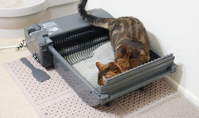 Self-cleaning Litter Box