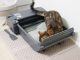 Self-cleaning Litter Box