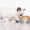 2020 BEST KITTEN FOOD BRANDS