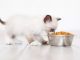 2020 BEST KITTEN FOOD BRANDS