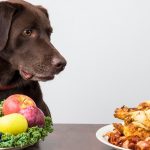 Most Popular Types of Dog Food