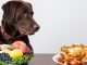 Most Popular Types of Dog Food